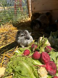 Porcellini d'india cavie peruviane a pelo lungo