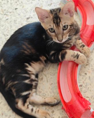 Maschio Bengala Marble da adottare