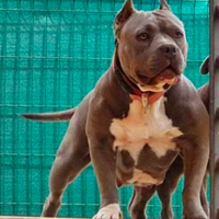 Femmina American Bully Pocket