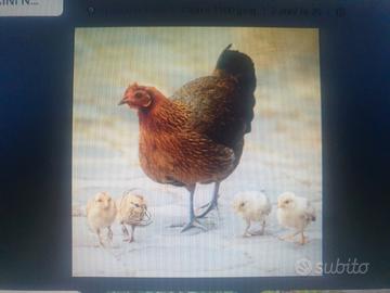 Galline nate da mamma chioccia