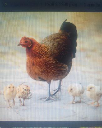 Galline nate da mamma chioccia