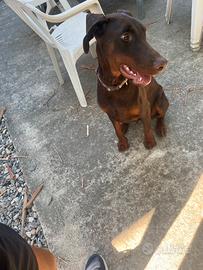 Cucciolo dobermann 1 anni