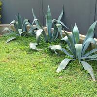 Agave