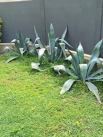 Agave
