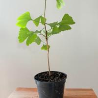 ginkgo in vaso