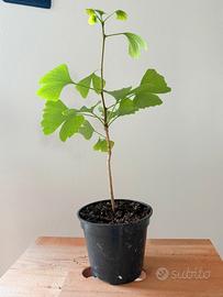 ginkgo in vaso