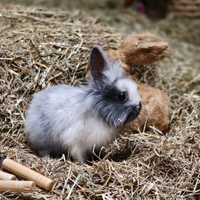 Carinissimo coniglietto nano, testa di leone