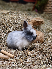 Carinissimo coniglietto nano, testa di leone