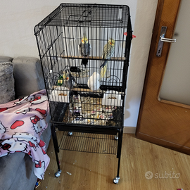 Calopsiti allevate a mano