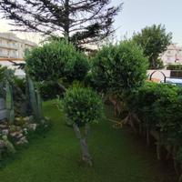 ulivo ornamentale e piante grasse