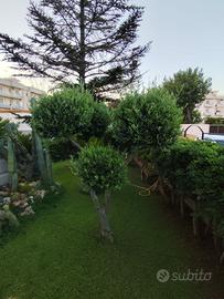ulivo ornamentale e piante grasse