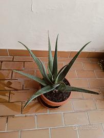aloe vera