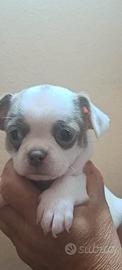 Cucciolo da genitori Chihuahua