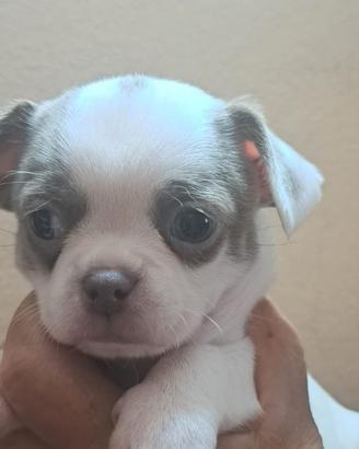 Cucciolo da genitori Chihuahua