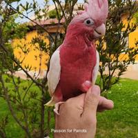 Cacatua Rosecapilla Lutino allevato a mano