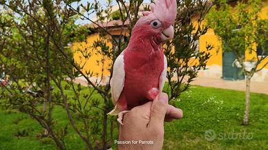 Cacatua Rosecapilla Lutino allevato a mano