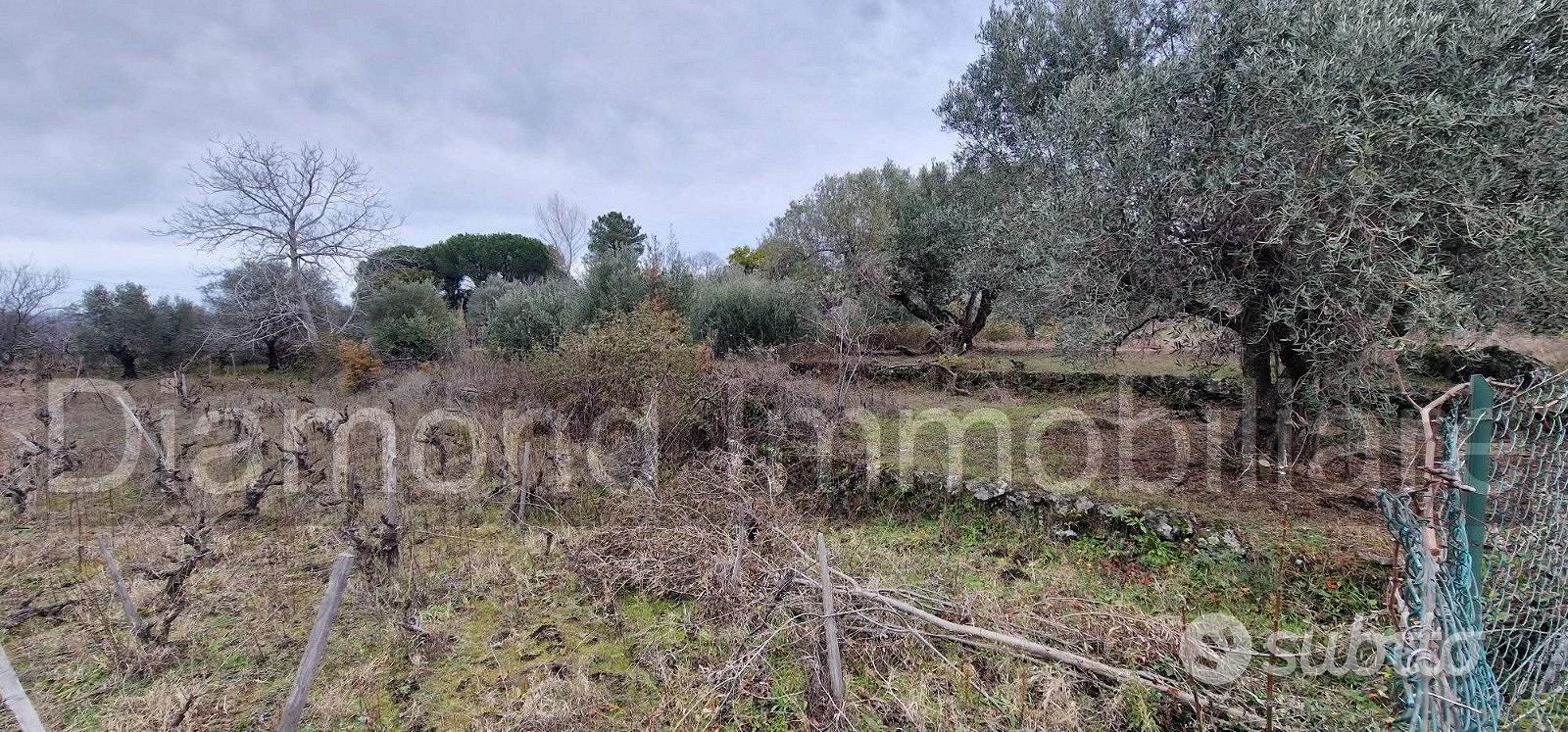 Vigneto in zona DOC a Castiglione di Sicilia - Vista 3