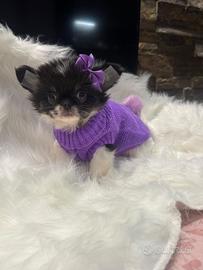 Chihuahua