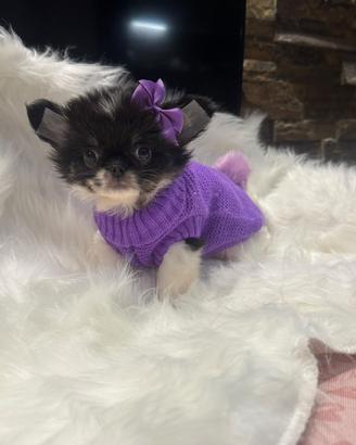 Chihuahua