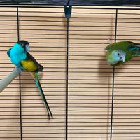 Coppia di parrocchetti dal cappuccio nero