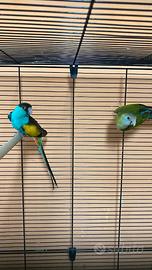 Coppia di parrocchetti dal cappuccio nero