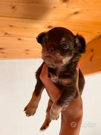 Cuccioli di chihuahua toy