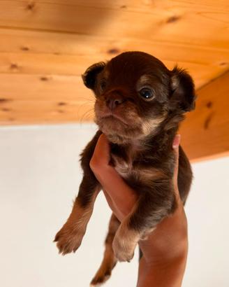 Cuccioli di chihuahua toy