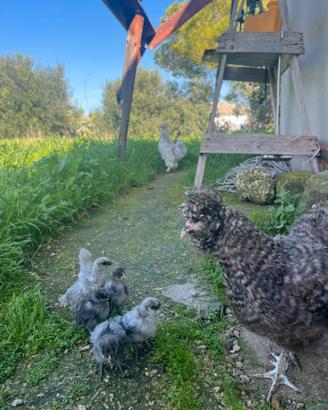 Gallina Moroseta