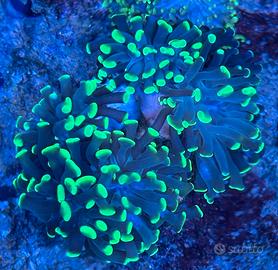 Corallo euphylia parancora