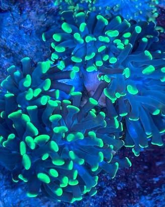 Corallo euphylia parancora