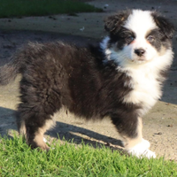 Cucciolo pastore australiano/australian sheperd