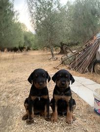 Cuccioli da caccia