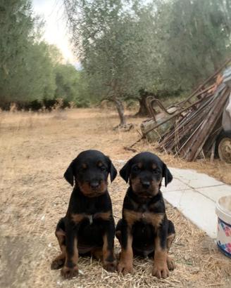 Cuccioli da caccia
