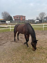 Cavallo