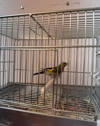 Cardellino