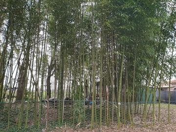 Canne di bambù Italiane Bamboo giganti diametro de - Giardino e Fai da te  In vendita a Ravenna