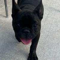 Cucciola Bulldog francese