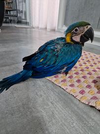 Pappagallo Ara Ararauna