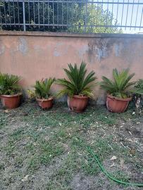 cycas