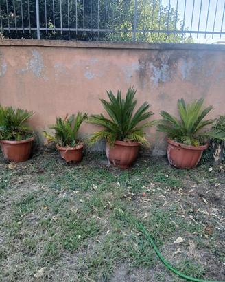 cycas