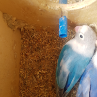 Inseparabili cobalto