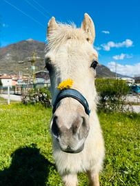 Splendido puledro palomino