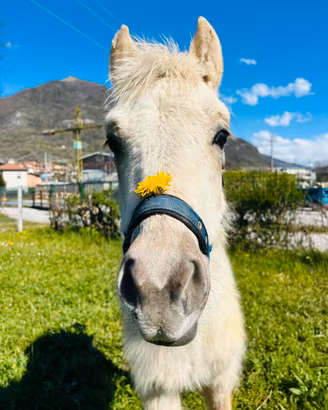 Splendido puledro palomino