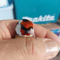 Cardellino maschio o femmina europeo