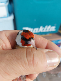 Cardellino maschio o femmina europeo