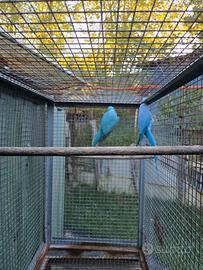 Parrocchetti dal Collare coppia