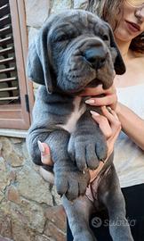 Alano/Alani cuccioli blu