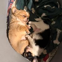 Chihuahua pelo lungo