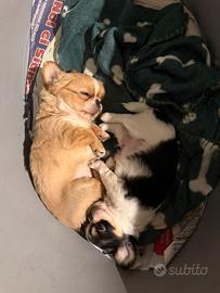 Chihuahua pelo lungo