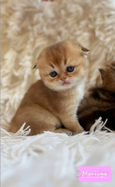 Gattini razza con pedigree